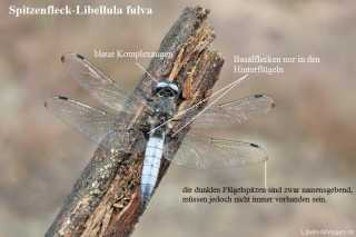 Libellula fulva-2 basalflecken