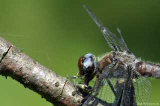 libellula-fulva-Weibchen verspeist Zygoptera