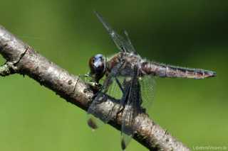 libellula-fulva- mit Beute