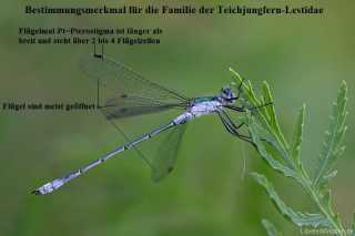 merkmale_teichjungfern_lestidae