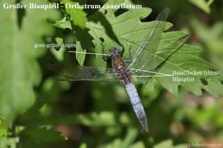 orthetrum-cancellatum-grafik