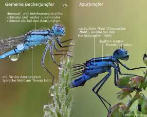 Artbestimmung Becherjungfer vs. Azurjungfer