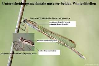 Unterscheidung von Winterlibellen