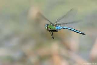 Anax imperator im Flug