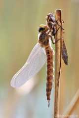 Brachytron pratense - male
