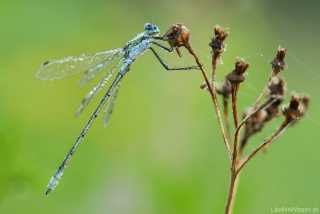 Lestes sponsa - male - img_0793
