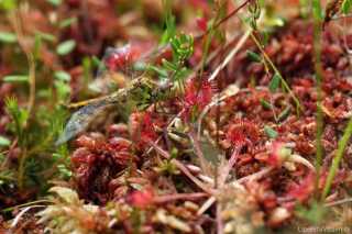 Sympetrum vulgatum fall victim to Drosera rotundifolia