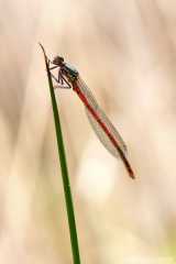 Pyrrhosoma nymphula - young male
