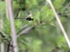 Somatochlora flavomaculata - flying male - IMG_2932