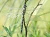 Aeshna subarctica - female_img_6099_1