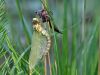 Aeshna cyanea - male - Metamorphose