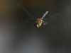 Aeshna mixta - flying male (crop version)