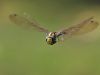 Aeshna cyanea - male