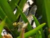 Aeshna viridis - Eiablage an Stratiotes aloides