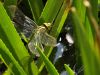 Aeshna viridis - Eiablage / Stratiotes aloides