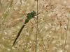 Aeshna viridis - juvenil - male