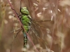 Aeshna viridis - juvenil - male