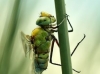Anax imperator - old male