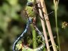 Anax imperator - copula