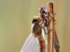 Brachytron pratense - male
