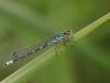 Coenagrion lunulatum - male_img_3576