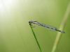 Coenagrion mercuriale - juvenil male