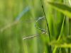 Coenagrion mercuriale - Tandem