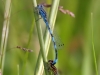 Coenagrion mercuriale - Tandem