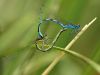 Coenagrion mercuriale - kopula