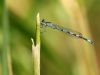 Coenagrion mercuriale - male