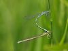 Coenagrion mercuriale - Tandem