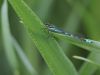 Coenagrion lunulatum - male 3