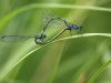 Coenagrion pulchellum - copula
