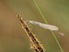 Coenagrion pulchellum - female - immature