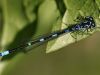Coenagrion pulchellum - male