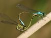 Ischnura elegans - kopula -  (Milben)