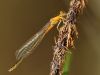 Ischnura pumilio - female - juvenil