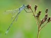 Lestes sponsa - male - img_0793