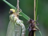 Aeshna cyanea - die Libelle des Jahres 2012