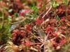 Sympetrum vulgatum fall victim to Drosera rotundifolia