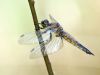 Libellula quadrimaculata female - Anisoptera - Libellulidae