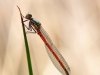 Pyrrhosoma nymphula - young male
