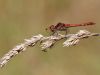 Sympetrum striolatum - male