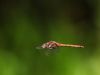 Sympetrum striolatum -  flying male