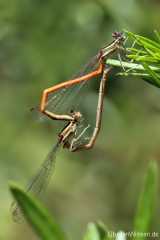 Platycnemis acutipennis - copula_IMG_1036
