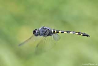 Zygonyx torridus - male_IMG_1458