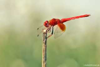 Trithemis kirbyi - male_IMG_1558