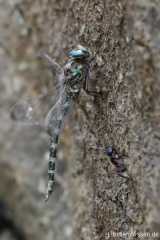 Boyeria irene - male_IMG_1970