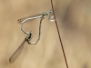 Platycnemis latipes - copula -_IMG_3789