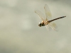 Anax ephippiger - flying male